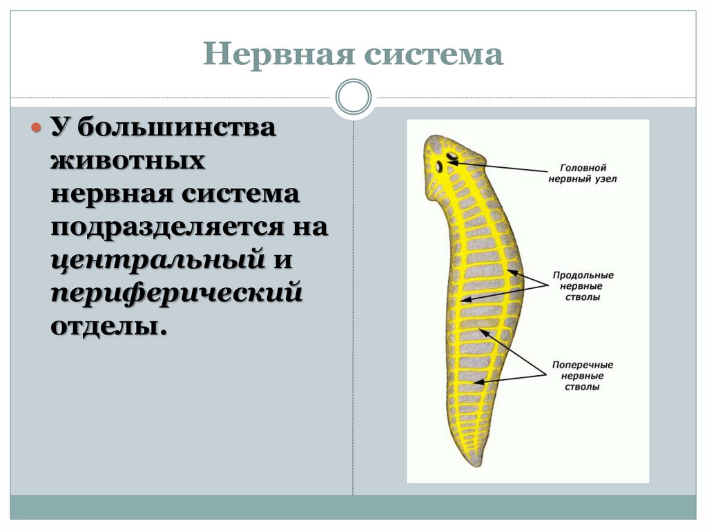 Органы животных 7 класс