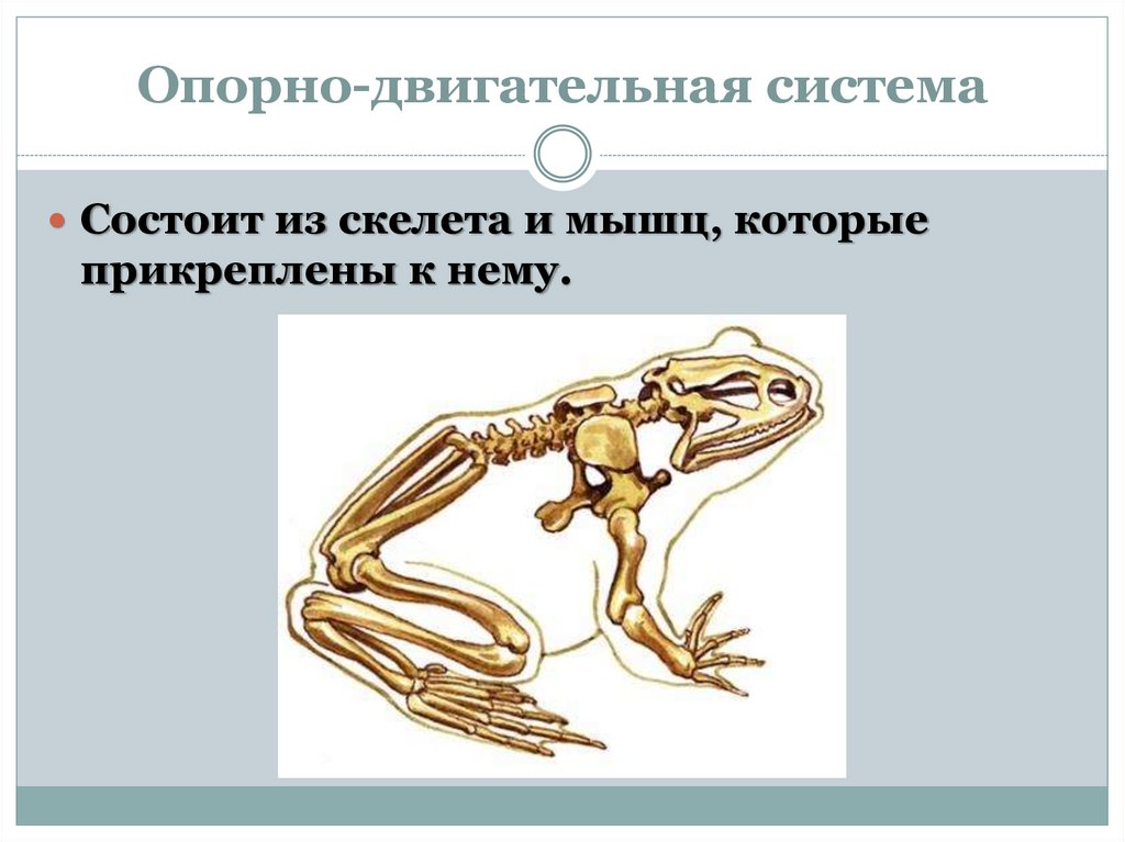 Внутренний скелет состоит из. Системы органов животных. Опорно двигательная система. Двигательная система животных. Опорно двигательная система животных органы и функции.