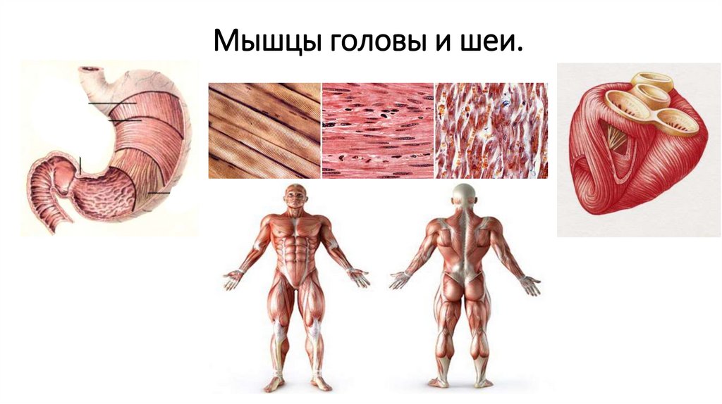 Мышцы головы и шеи.
