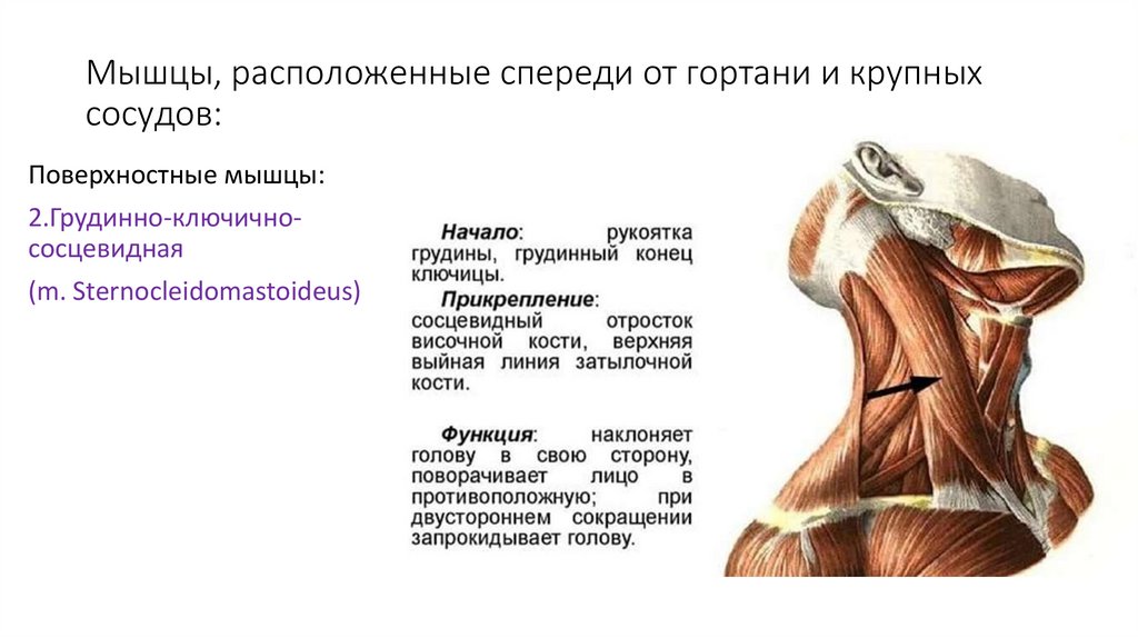 Мышцы, расположенные спереди от гортани и крупных сосудов: