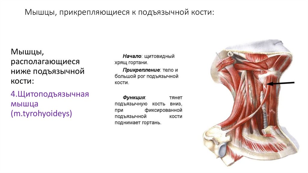Мышцы, прикрепляющиеся к подъязычной кости: