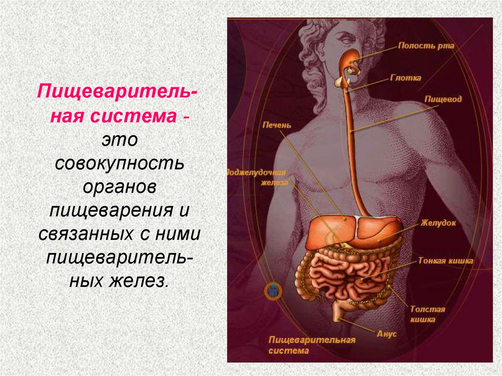 Совокупность органов человека. Органы пищеварения и питательные вещества. Пищеварение это совокупность. Тесты на тему питательные вещества и органы пищеварения