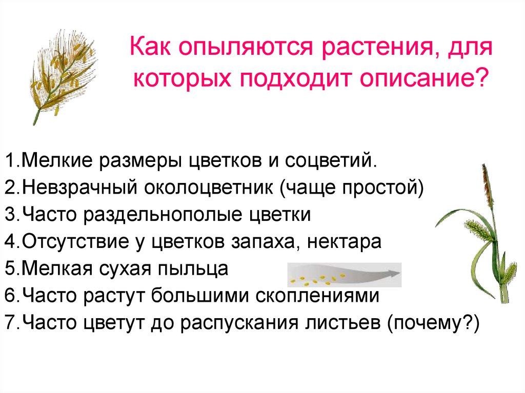 Как происходит опыление у растений. Какие растения опыляются водой. Как опыляется сосна. Зачем опыляются цветы.