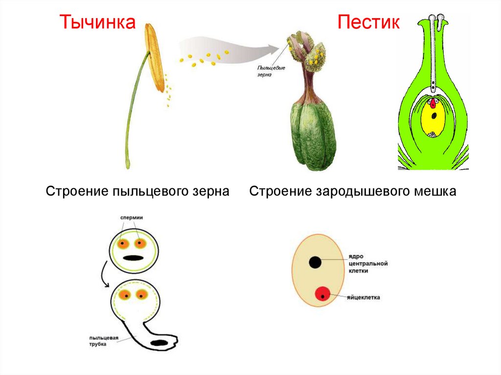 Установите соответствие оплодотворение после опыления