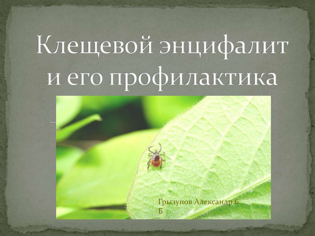 Клещевой энцифалит и его профилактика - презентация онлайн