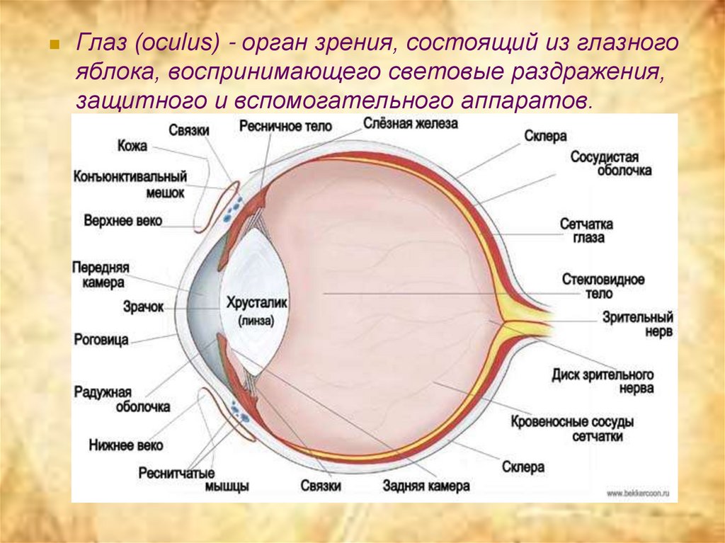 Составляющее глаза. Строение глазного яблока человека анатомия. Строение глаза сбоку. Строение глазного яблока физиология. Внутреннее строение глазного яблока анатомия.