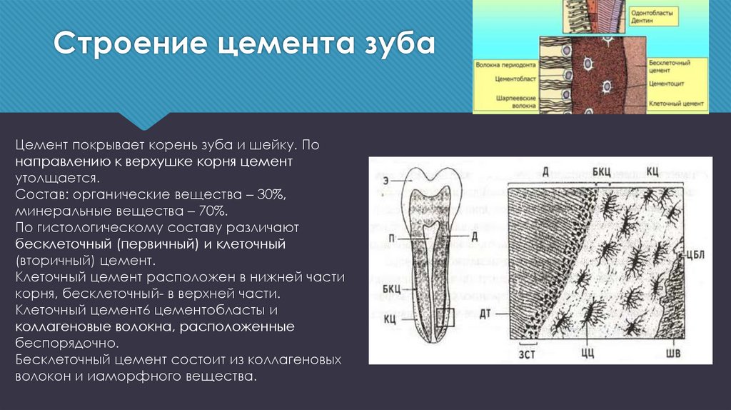 В чем особенность строения дентина какую. Бесклеточный цемент зуба гистология. Дентин корня зуба гистология. Гистологическое строение цемента корня зуба. Строение цемента зуба гистология.