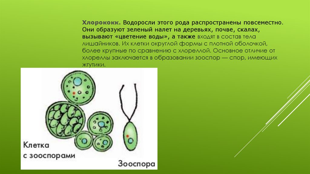 Зеленые водоросли имеют ткани. Бесполое размножение хлореллы. Цикл размножения хлореллы. Одноклеточная водоросль хламидомонада. Размножение хлореллы схема.