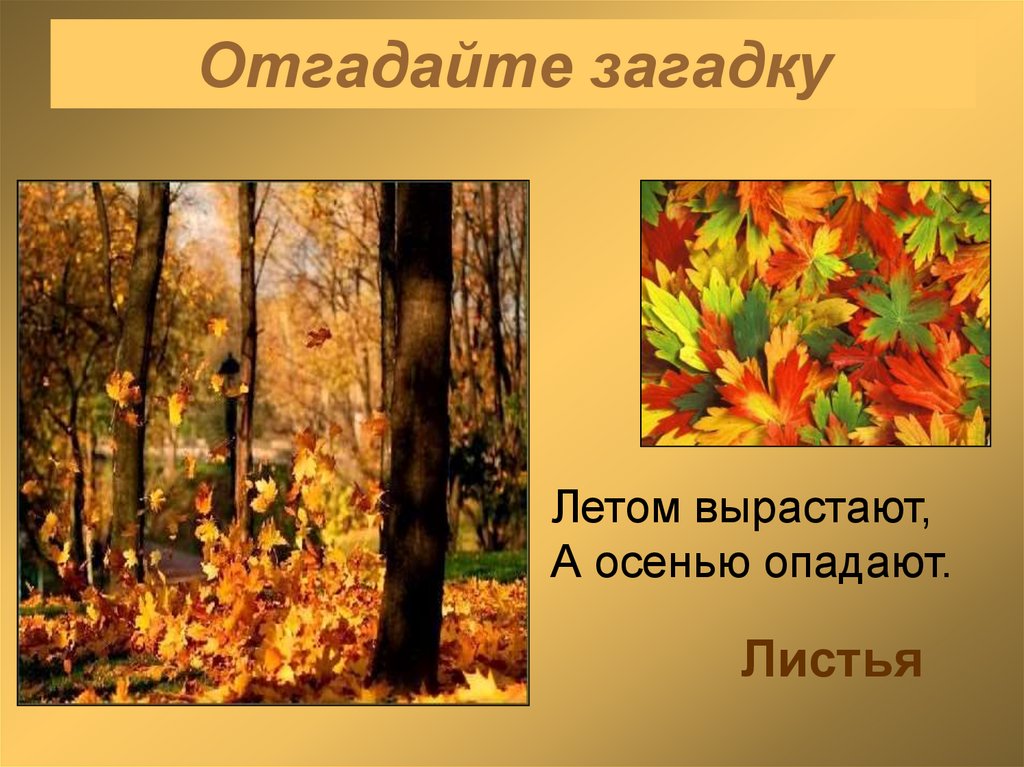 Загадки вырастают. Загадки про листья. Загадки про осенние листья. Загадки про листья для детей. Летом вырастают, осенью опадают. (Листья).