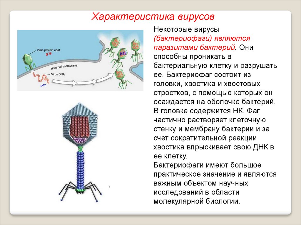 Вирусы и бактериофаги презентация