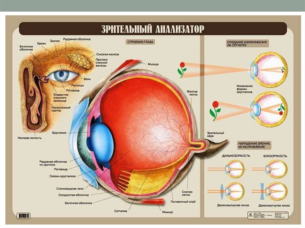 Зрительный анализатор включает в себя. Строение зрительного анализатора глазное яблоко. Зрительный анализатор строение анатомия. Зрительный анализатор строение и функции биология 8 класс. Внутреннее строение зрительного анализатора.