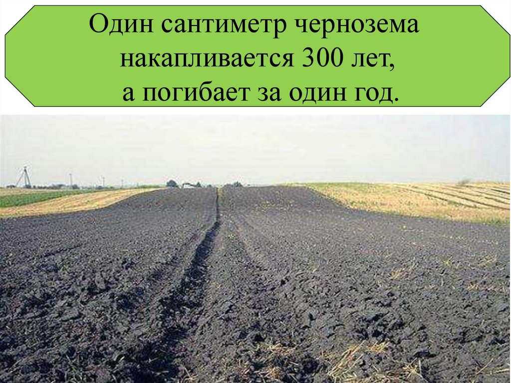 Черноземные плодородие. Черноземы Краснодарского края. Чернозем земля Краснодарского края. Черноземные почвы. Почва чернозем.