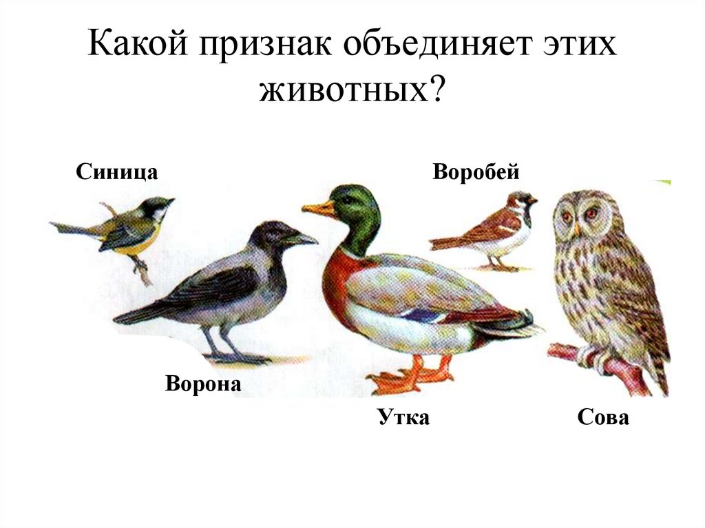 Какой признак объединяет этих животных?