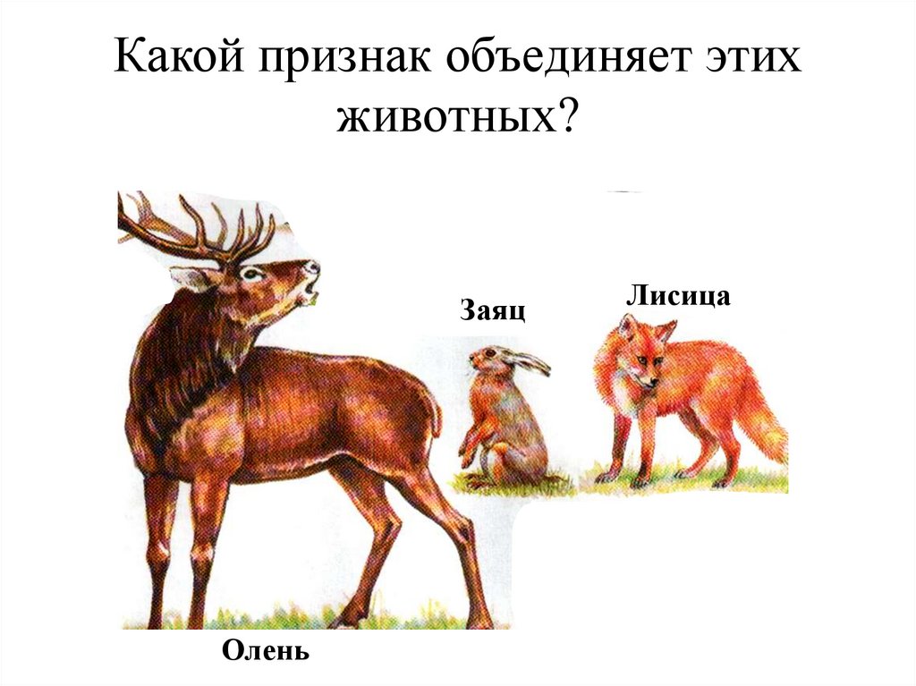 Какой признак объединяет этих животных?
