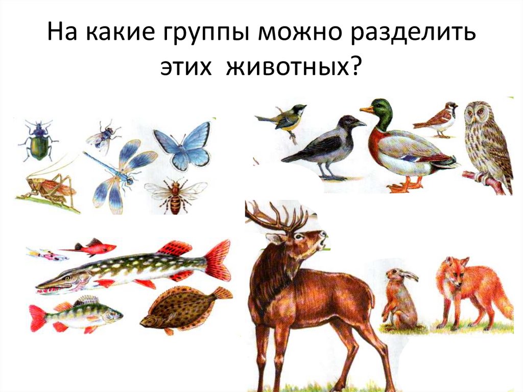 На какие группы можно разделить этих животных?