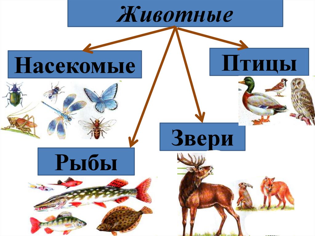 Какие классы животных бывают