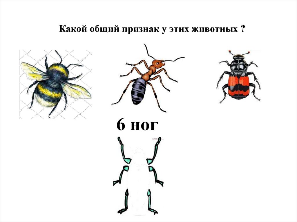 Какой общий признак у этих животных ?