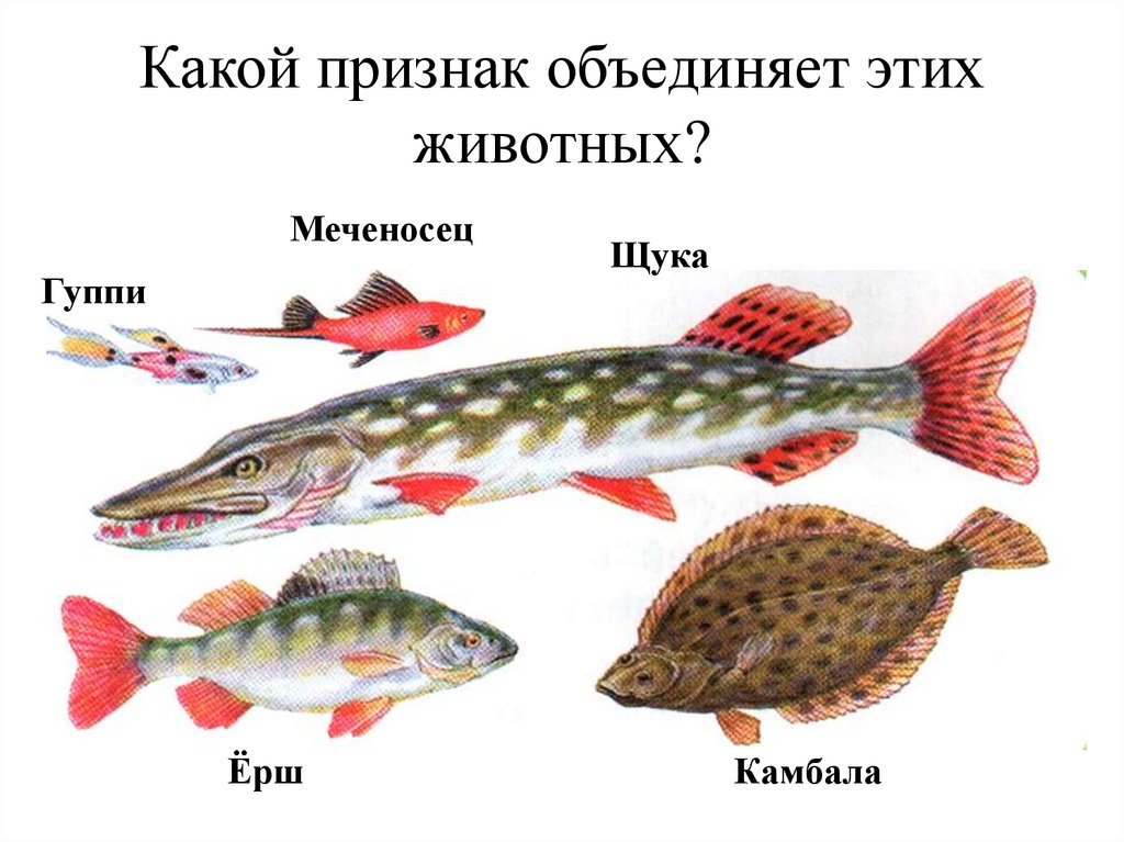Какой признак объединяет этих животных?