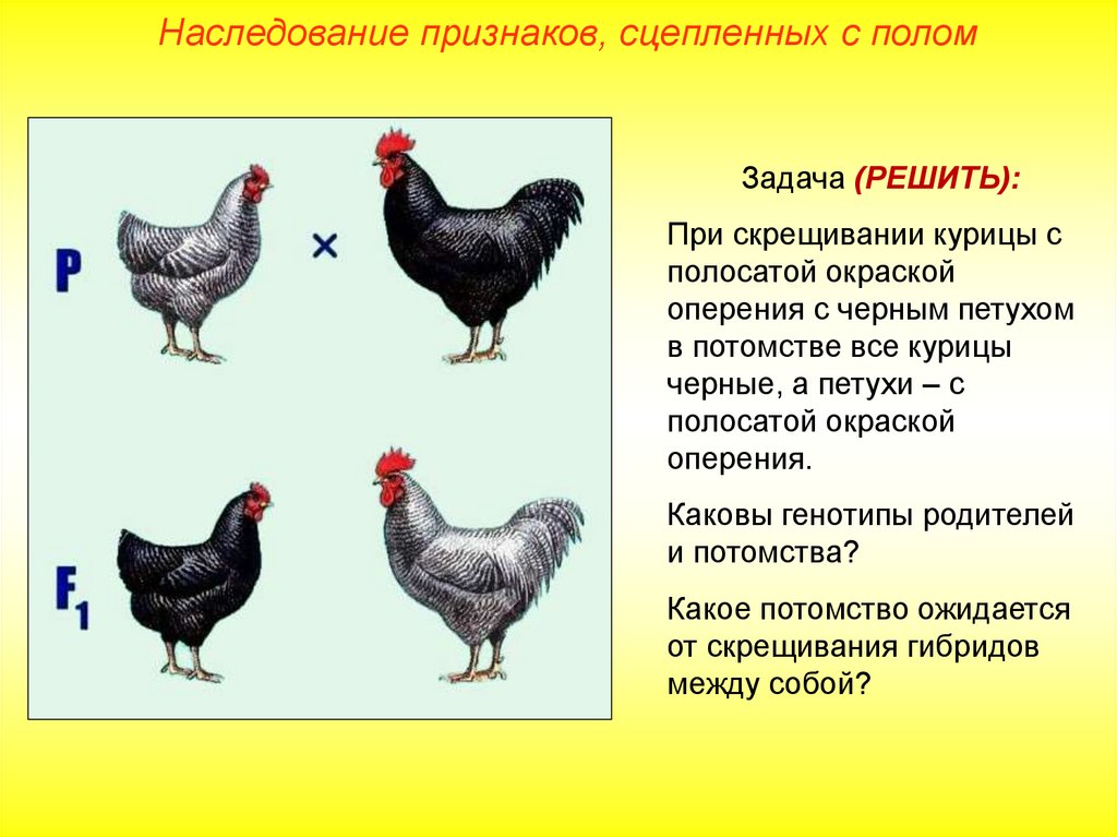 Задачи с полом. Скрещивание петуха и курицы. Таблица скрещивания кур. При скрещивании курицы с полосатой. Скрещивание пород кур таблица.