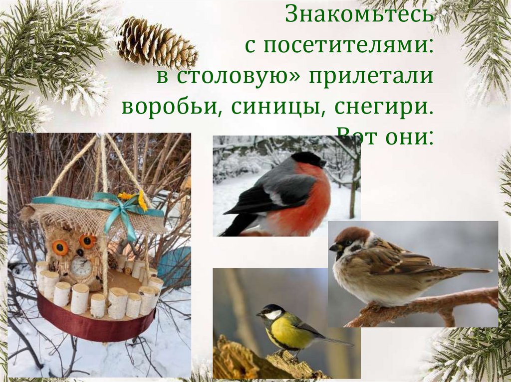 Знакомьтесь с посетителями: в столовую» прилетали воробьи, синицы, снегири. Вот они: