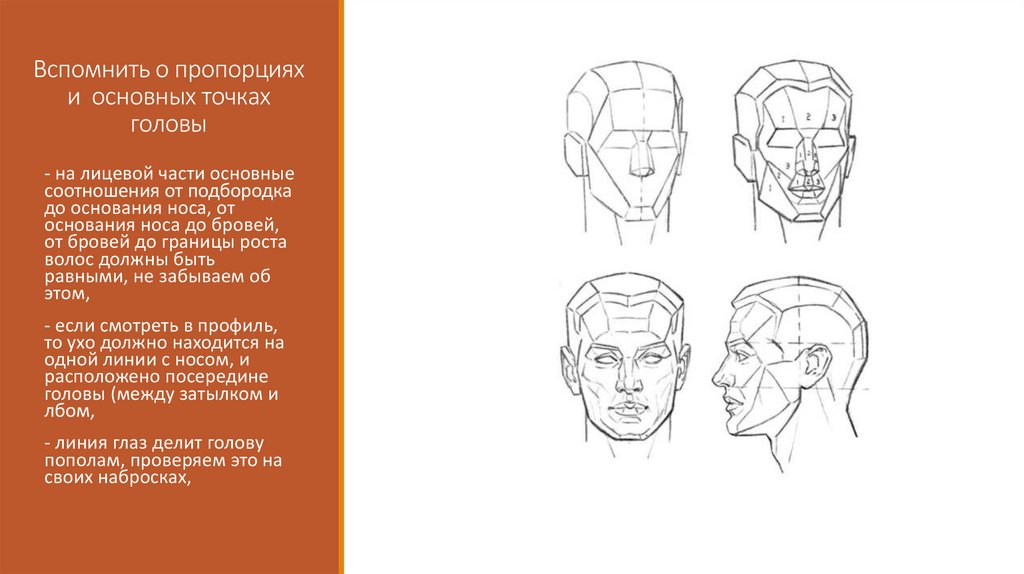 Этюды головы человека затылок. Пропорции лицевой части головы человека. Основные точки головы для стрижки. Точки на голове.