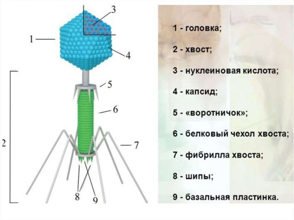 Белковый капсид. Строение вируса строение бактериофага. Бактериофаг вирус бактерий строение. Бактериофаг функции структур. Структурные компоненты бактериофага.