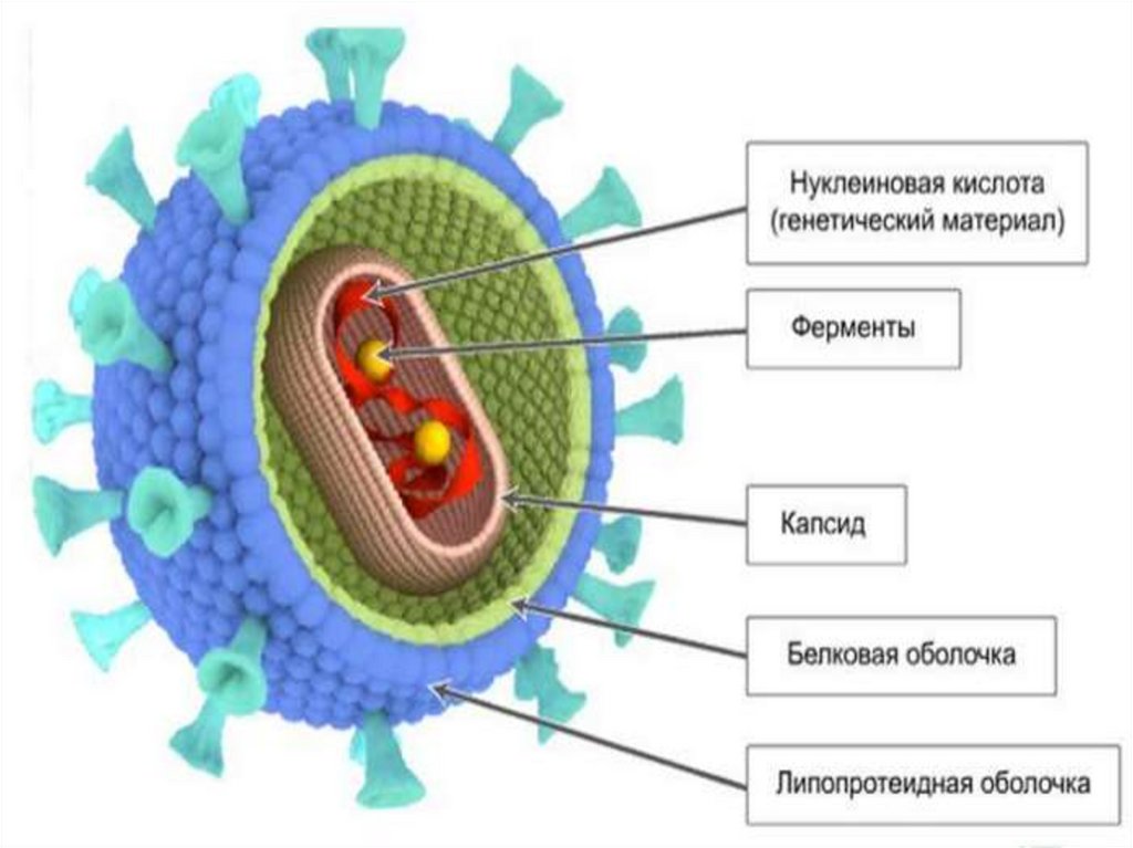 Вирусная нуклеиновая кислота. Схематическое строение вируса гриппа. Схематическая структура вируса гриппа. Вирус гриппа строение биология. Вирус гриппа строение биология 10 класс.