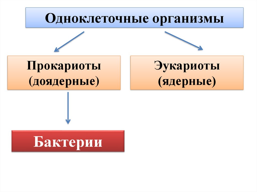 Примитивные организмы. Примитивные организмы таблица. Примитивные организмы 9 класс. Примитивные организмы формы организмов. Примитивные организмы презентация.