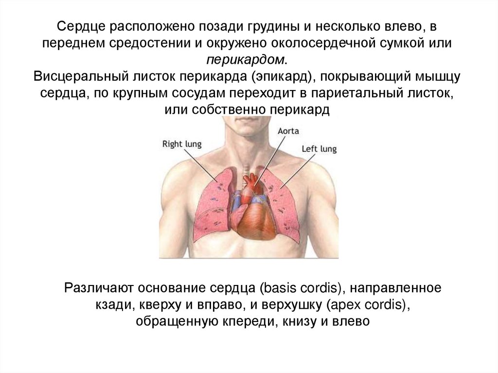 Сердце окружено околосердечной сумкой. Сердце располагается в переднем средостении. Околосердечная мышца. Какова роль околосердечной сумки. Где находится сердце у человека с какой стороны у мужчин.