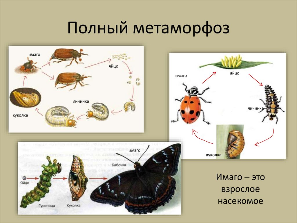 Дать характеристику насекомые с полным превращением. Развитие с неполным метаморфозом примеры. Полный и неполный метаморфоз. Развитие с метафармозом это. Развитие с полным и неполным превращением.