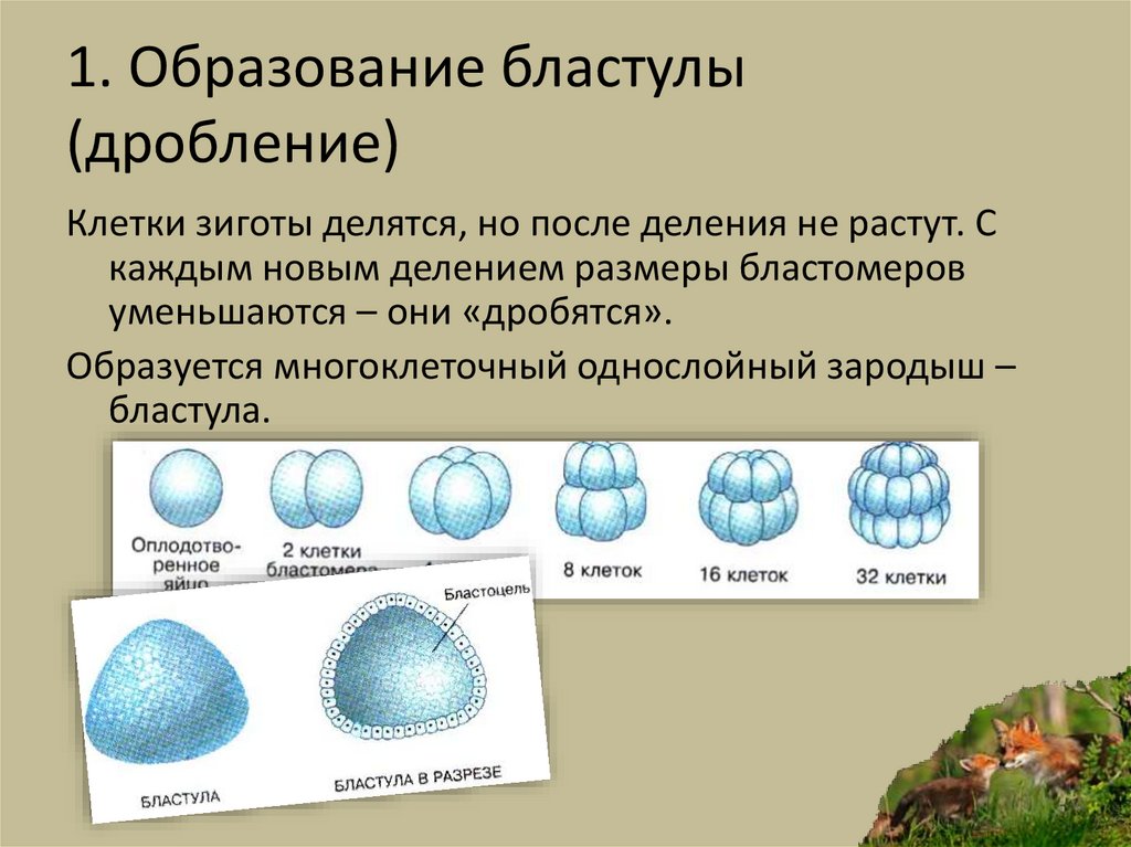 Процессы происходящие в дроблении. Дробление и образование бластулы. Дробление клетки бластула. Дробление зиготы и образование бластулы. Бластула однослойный зародыш.