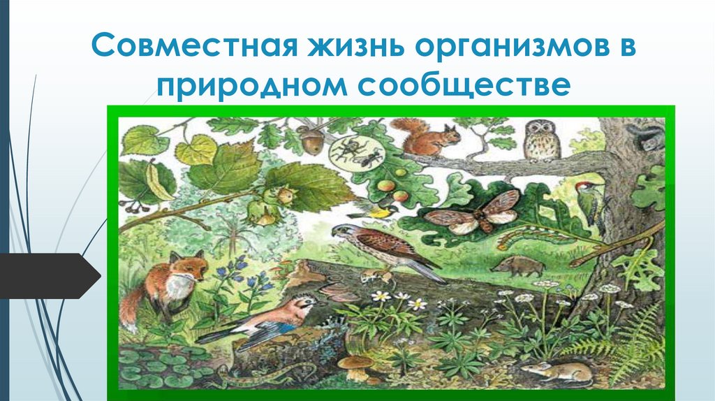 Рисунок сообщество биология 5 класс. Организмы в природных сообществах. Совместная жизнь организмов в природном сообществе. Взаимосвязи организмов в природных сообществах. Сообщество растений и животных.
