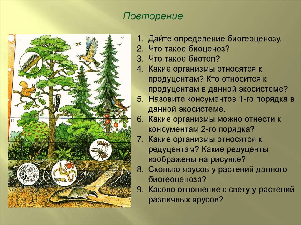 Изложение: Биоценоз и экосистема