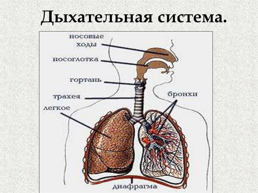 Процесс дыхания человека схема