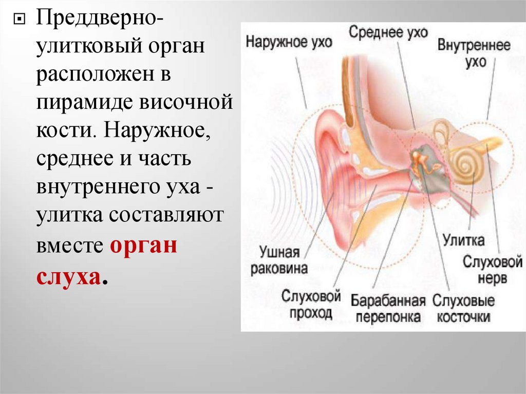 Воздух заполняет наружное ухо. Наружное ухо среднее ухо внутреннее ухо. Наружное ухо строение. Части уха наружное среднее внутреннее. Характеристики внутреннего и среднего уха.