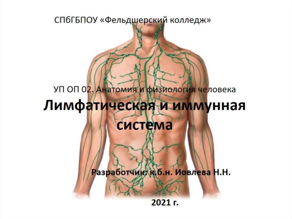 Иммунная и лимфатическая система презентация