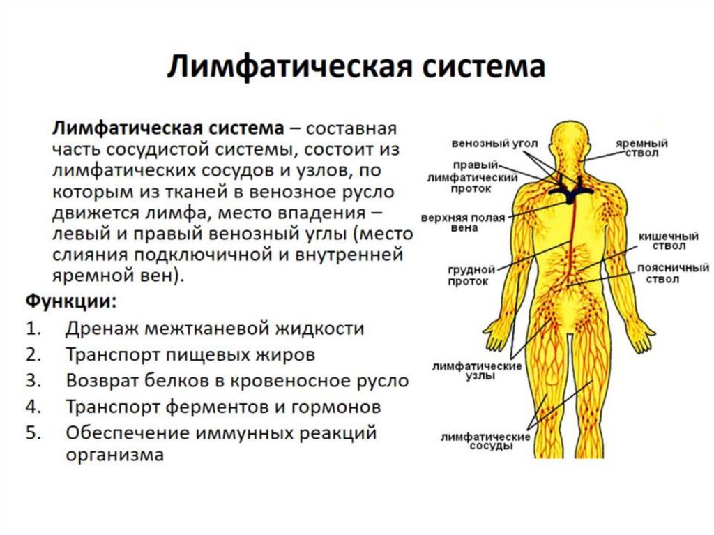 Лимфоотток в организме. Лимфатическая система и ее функции. Строение лимфатической системы человека. Функции лимфатической системы анатомия. Лимфатическая система иммунная система.