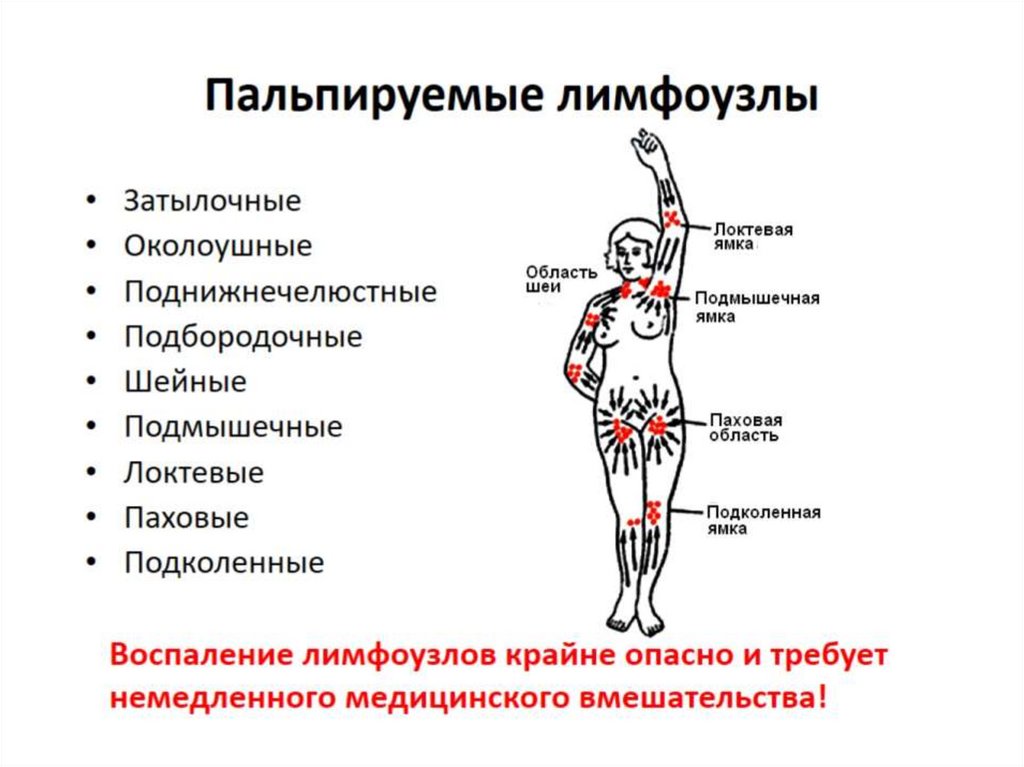 Лимфатические узлы на теле человека схема расположения у женщин фото и название