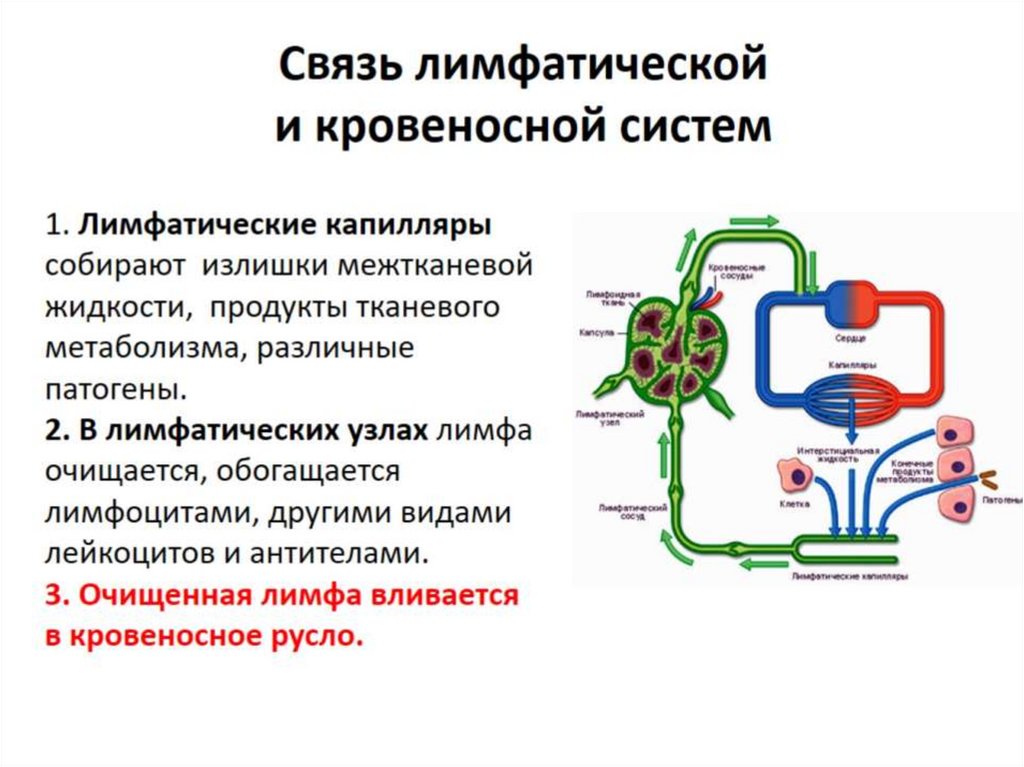 Схема строения лимфатической системы пропущенные компоненты