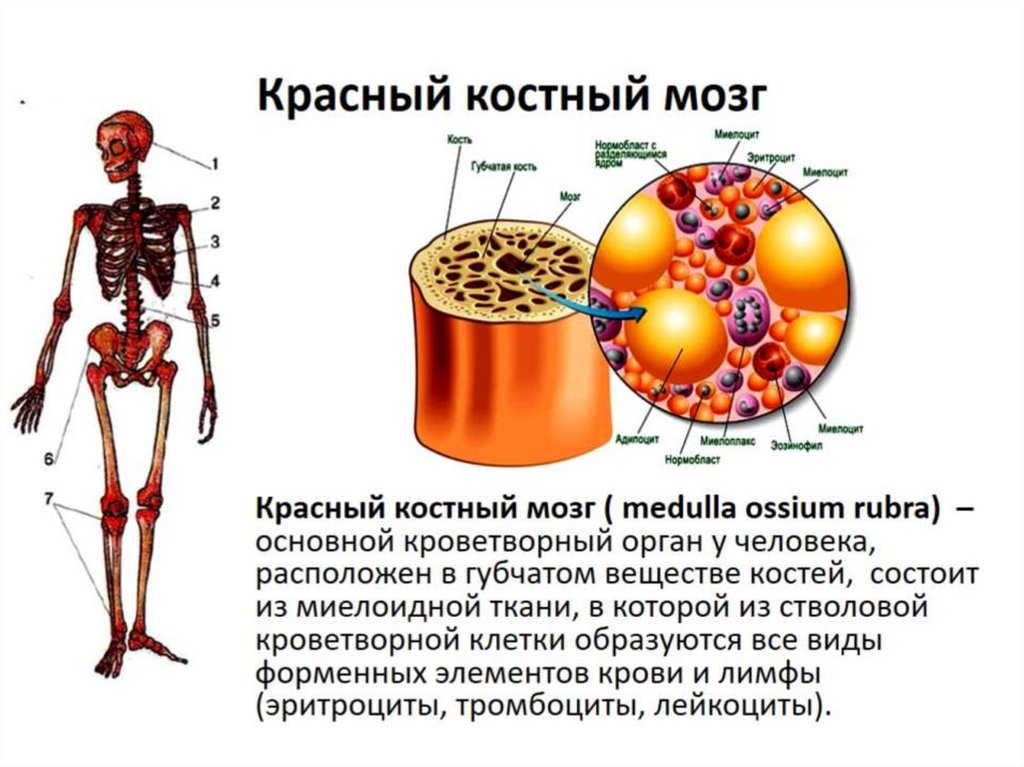 Иммунная система костный мозг. Лимфатическая система и иммунитет. Иммунная система человека.