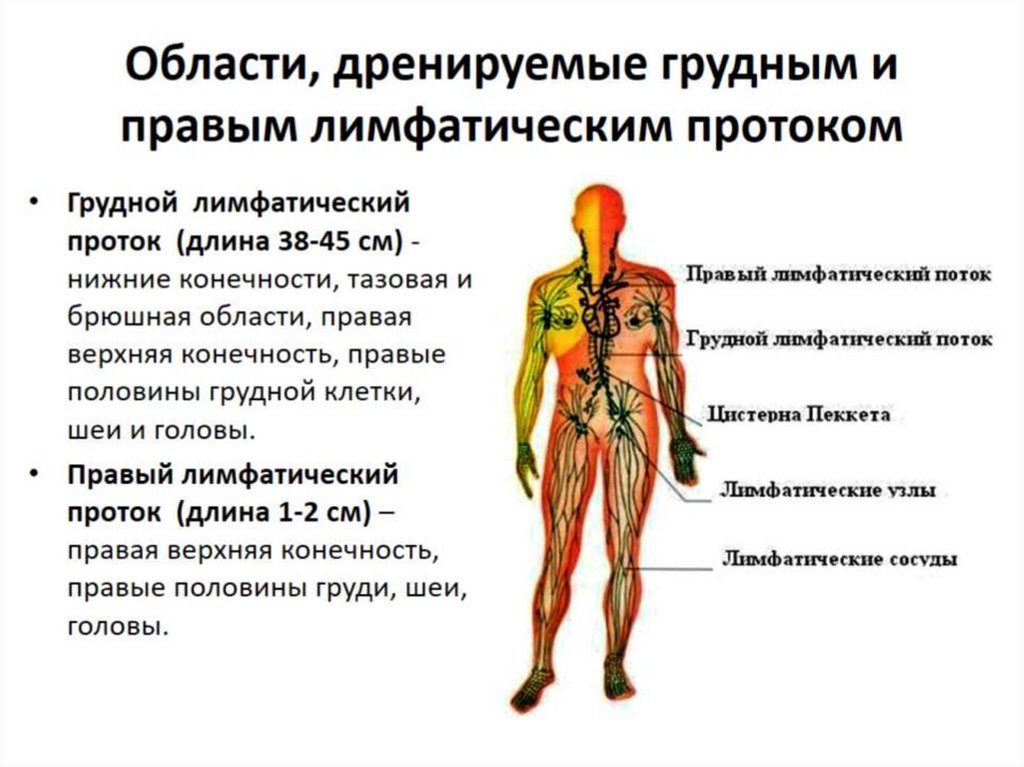 Иммунная система презентация на английском языке