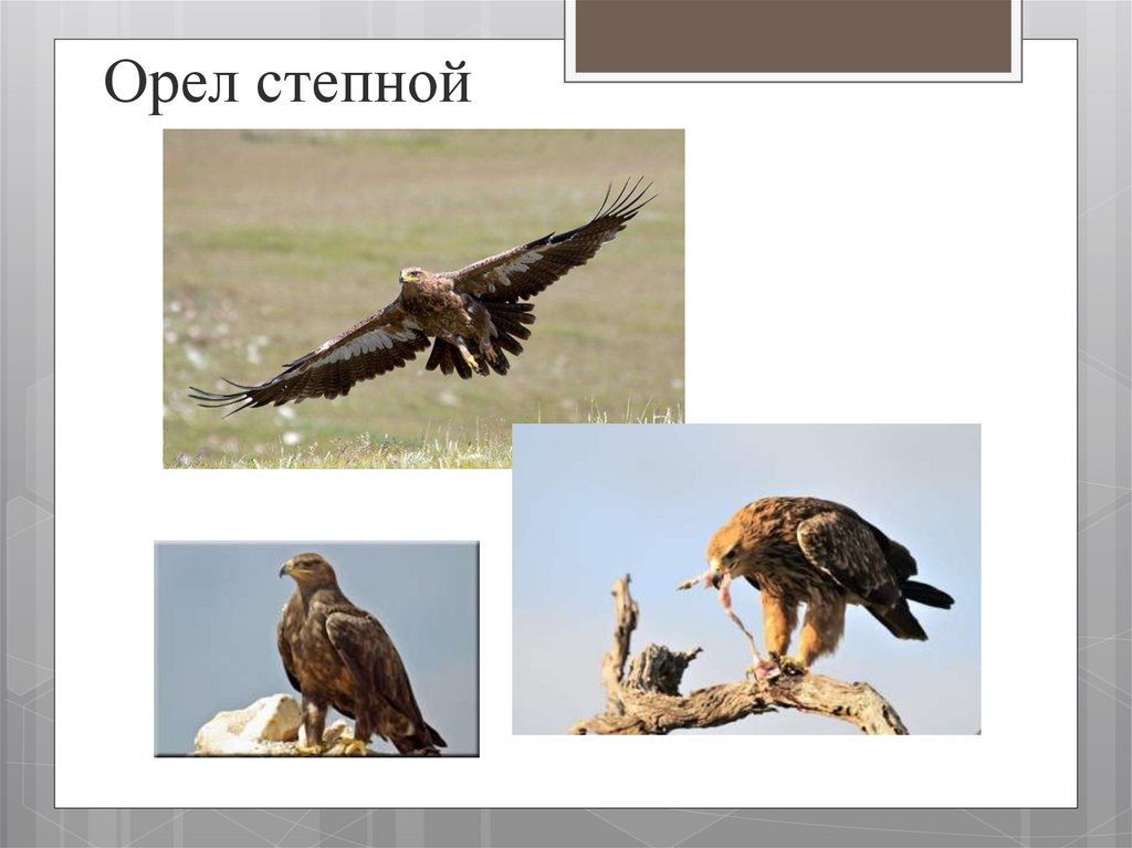 Орел 4 класс. Степной Орел красная книга. Сообщение о Степном Орле 4 класс. Орел Степной классификация. Степной Орел 4 класс окружающий мир.