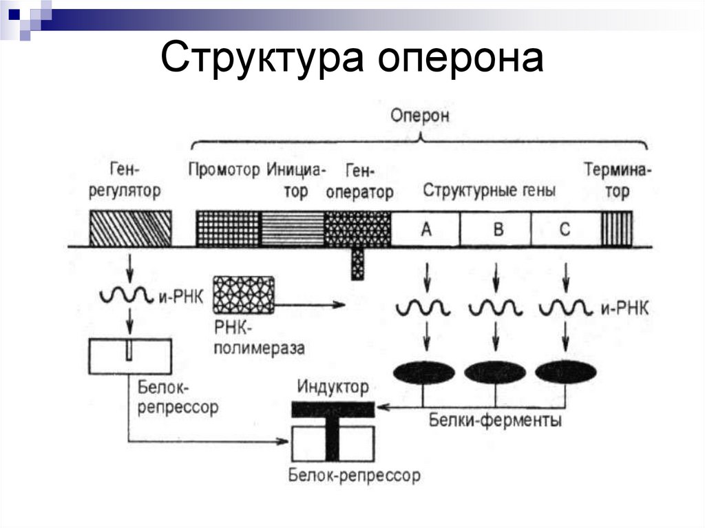 Оперон белков. Строение оперона биохимия. Индуктор в опероне. Функции структурных компонентов оперона. Строение и функции оперона.