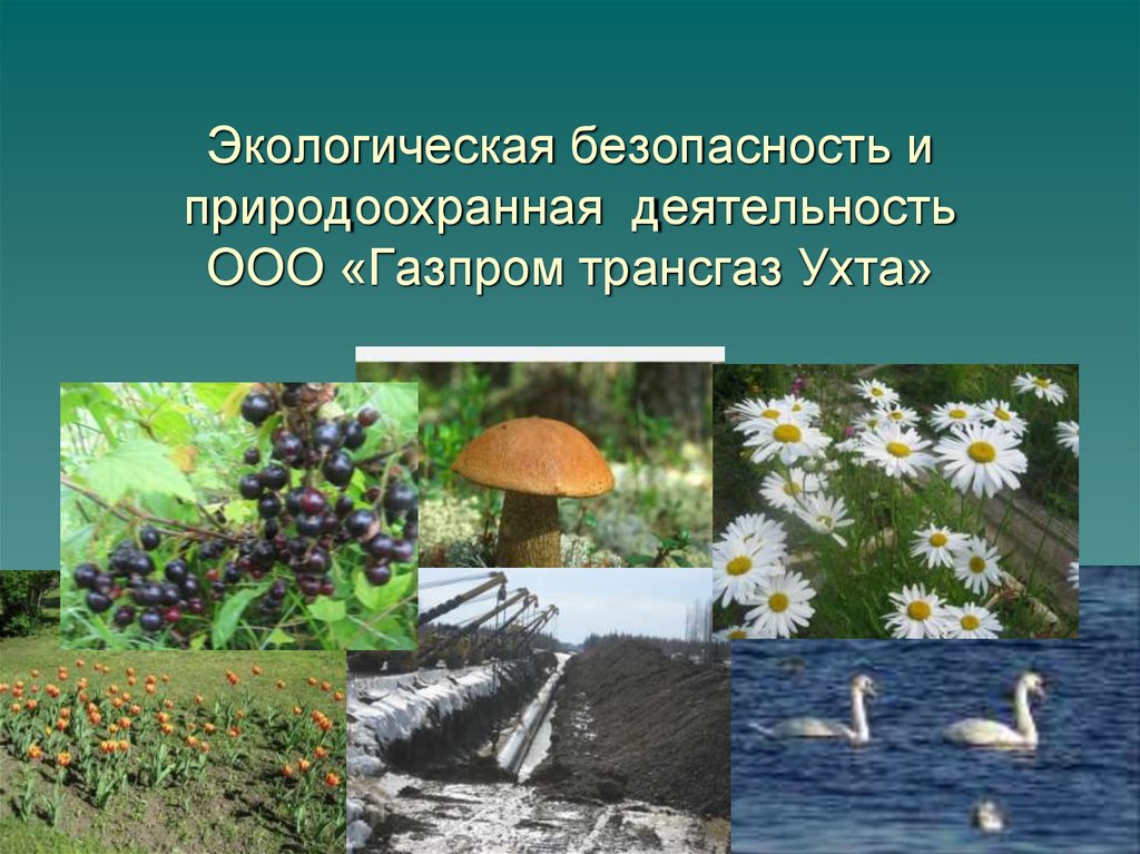 Экологическая безопасность и природоохранная деятельность ООО «Газпром трансгаз Ухта»