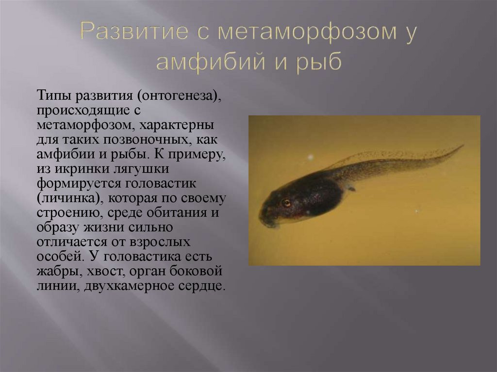 Земноводное у которого раньше всех заканчивается метаморфоз. Развитие с метаморфозо. Развитие с метаморфозом у рыб. Рыба головастик. Типы головастиков.