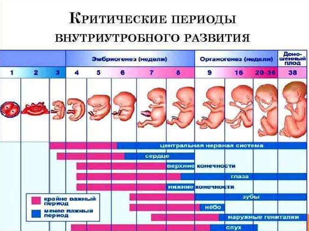 Продолжительность беременности в неделях. Критические периоды развития плода таблица. Критические периоды внутриутробного развития. Периоды внутриутробного развития плода таблица. Периоды развития эмбриона этапы.