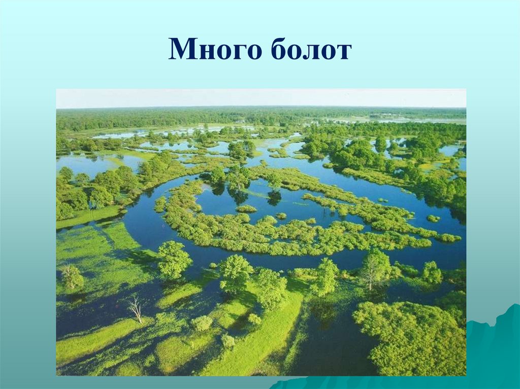 Много болот