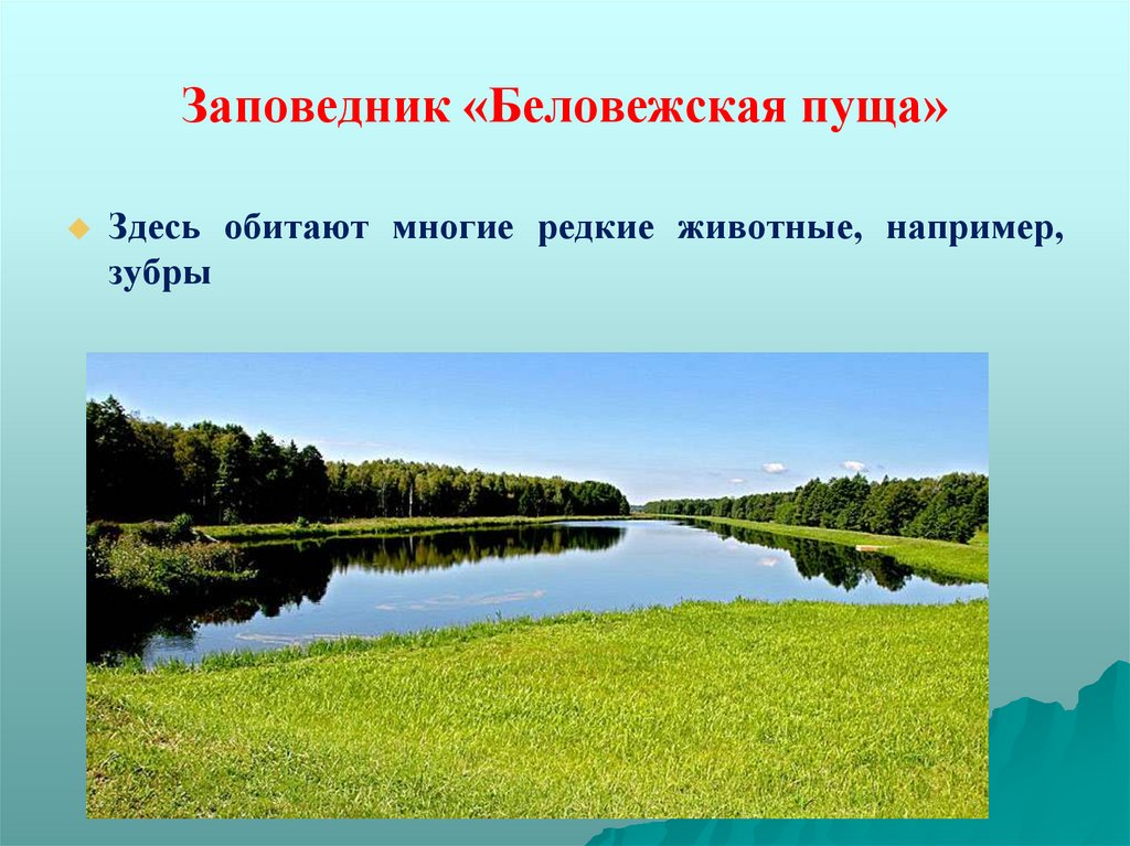 Белоруссия окружающий мир. Памятник природы Беловежская пуща. Беларусь доклад в школу. Доклад про Беларусь для 3 класса по окружающему миру. План по тексту Беловежская пуща.