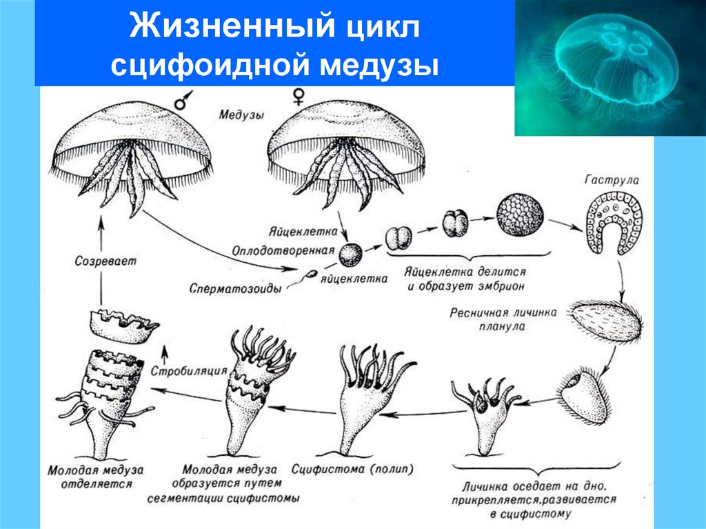 Кишечнополостные презентация егэ