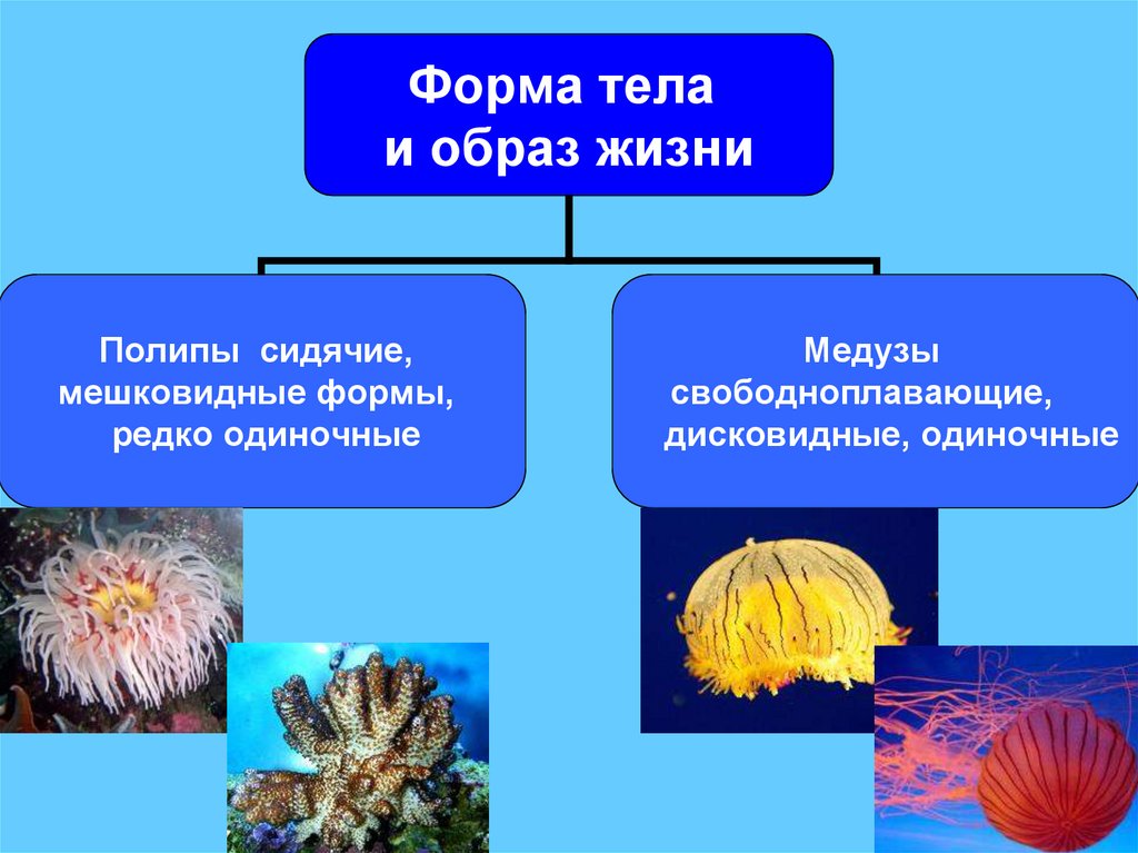 Что такое прикрепленный образ жизни в биологии. Многообразие кишечнополостных 7 класс биология. Формы жизни кишечнополостных. Медузы и коралловые полипы. Разнообразие кишечнополостных 7 класс.